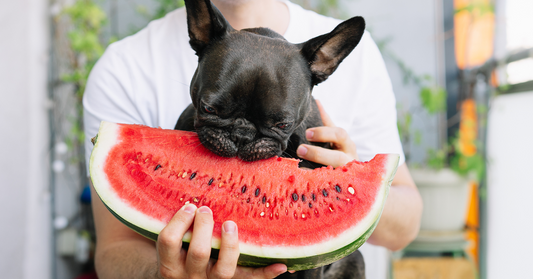 French Bulldog Diet