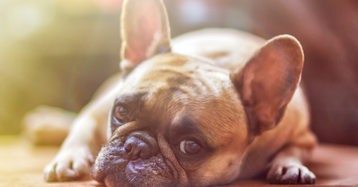 what are french bulldogs not allowed to eat