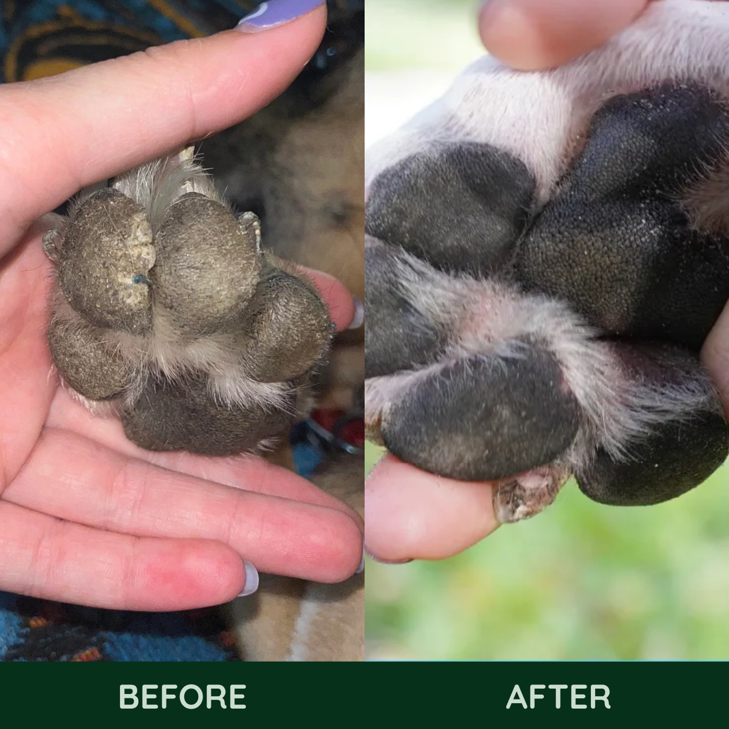 Hydrating Paw Butter For Dogs