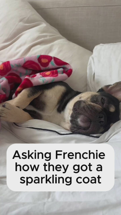 Fresh Air Dried Dog Food For French Bulldogs Sampler Pack
